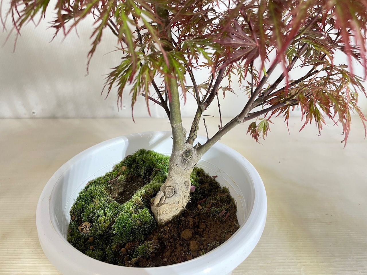 紅葉する木