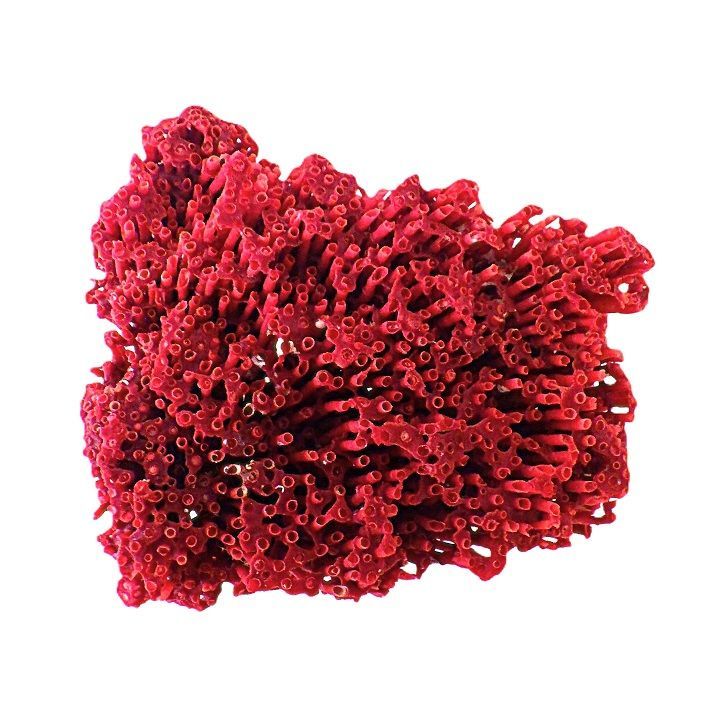 赤珊瑚 パイプオルガン珊瑚 サンゴ 置物 珊瑚 珊瑚礁 赤珊瑚 パイプ