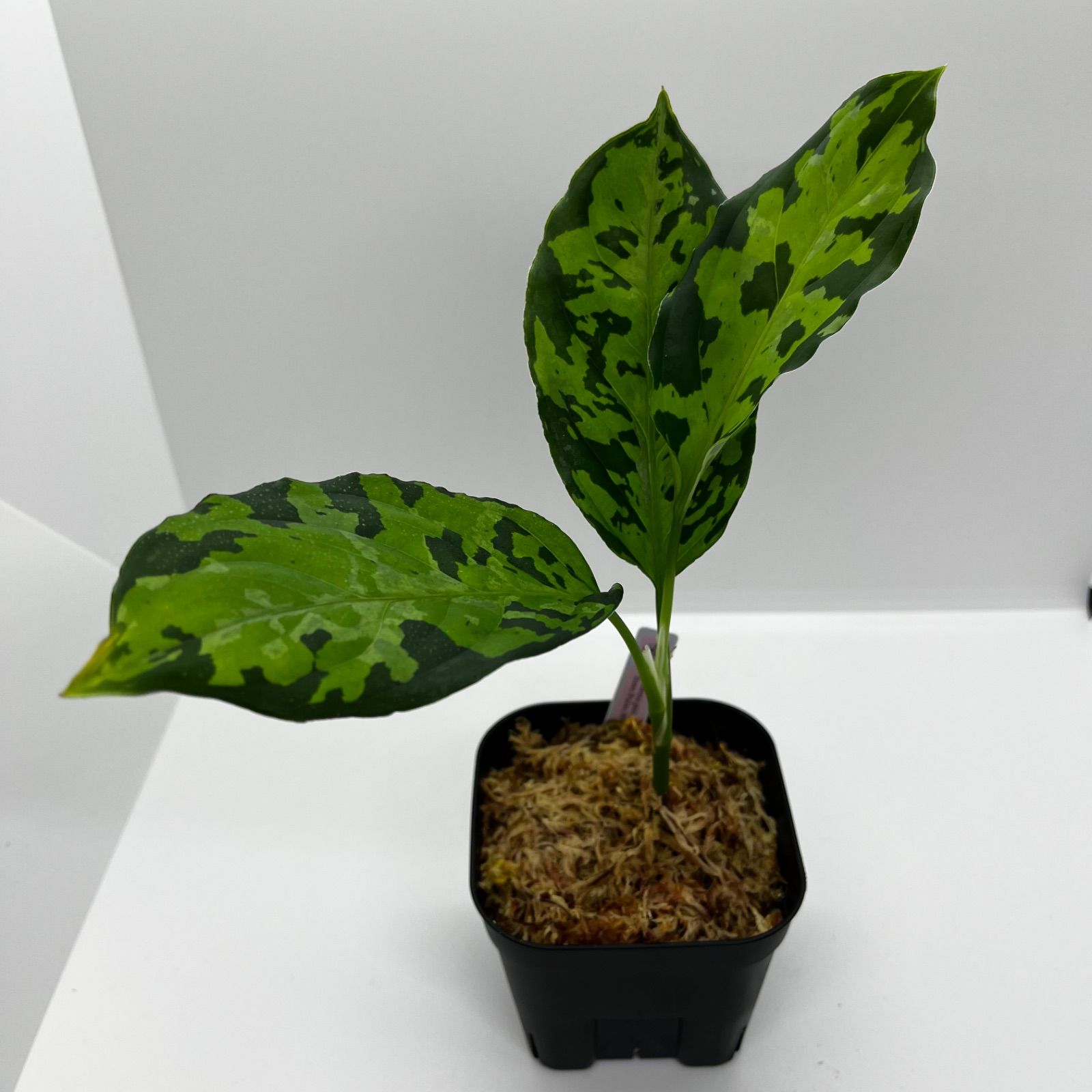 アグラオネマ ピクタム Aglaonema pictum ”エウレカもどき” from Pulau