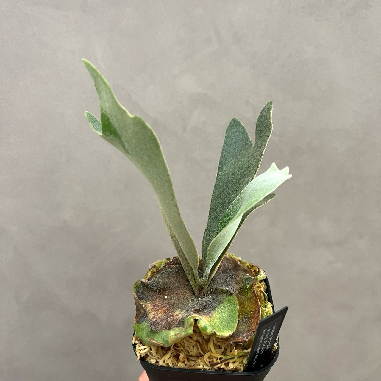 Madagascariense　胞子培養　2　ビカクシダ Madagascariense ビカクシダ 胞子培養
