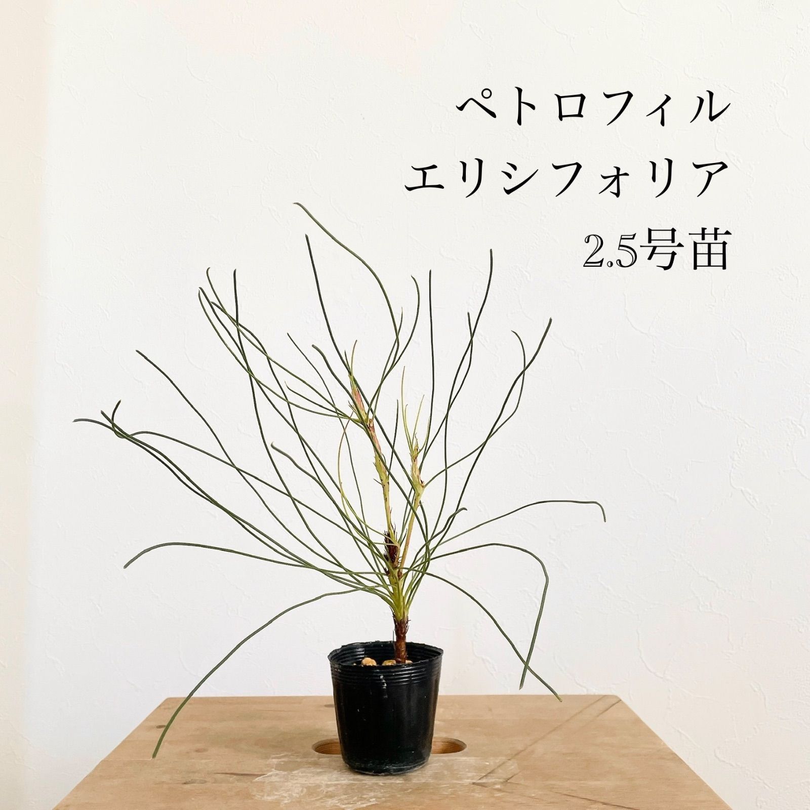 ペトロフィル エリシフォリア2.5号苗 オージープランツ 販売 - メルカリ