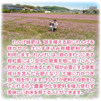 令和5年産 希少米 緑肥＆有機肥料 特別栽培米【朝日】20キロ 