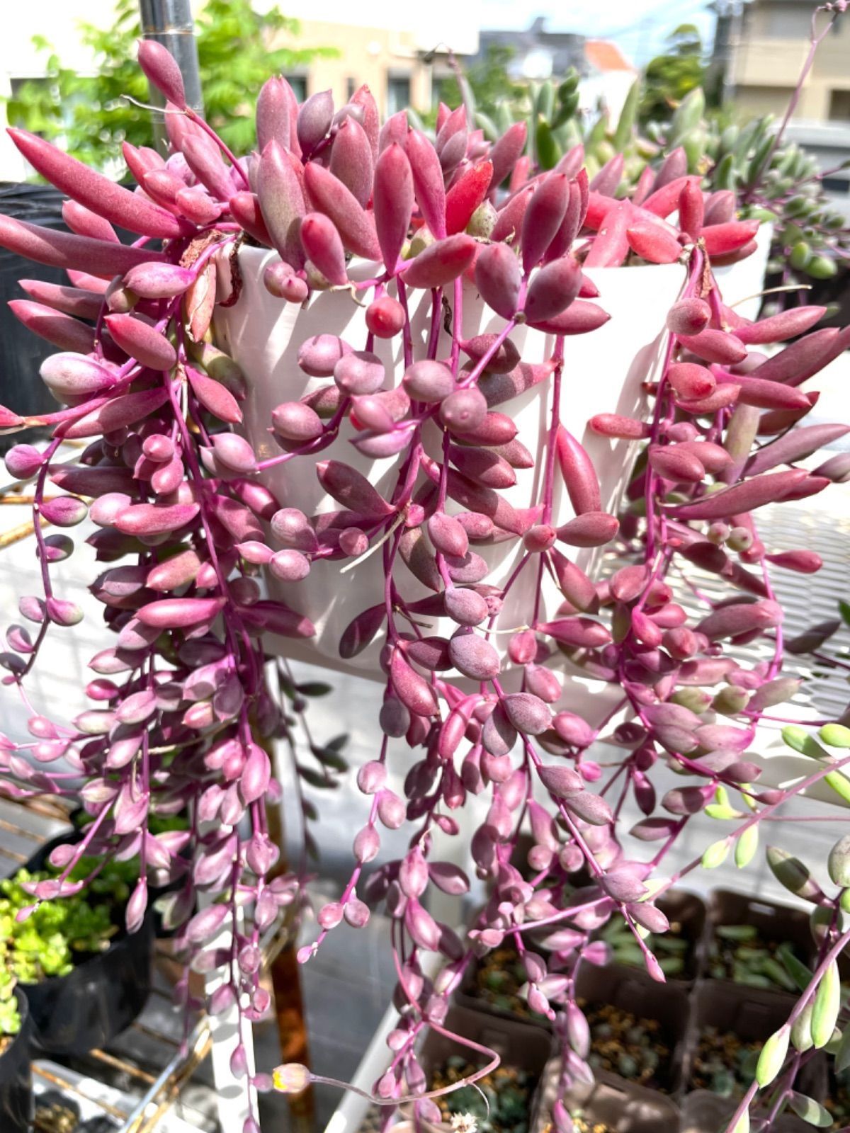 可愛い♡マーブルネックレス4個♡2.5号♡メルカリ便で