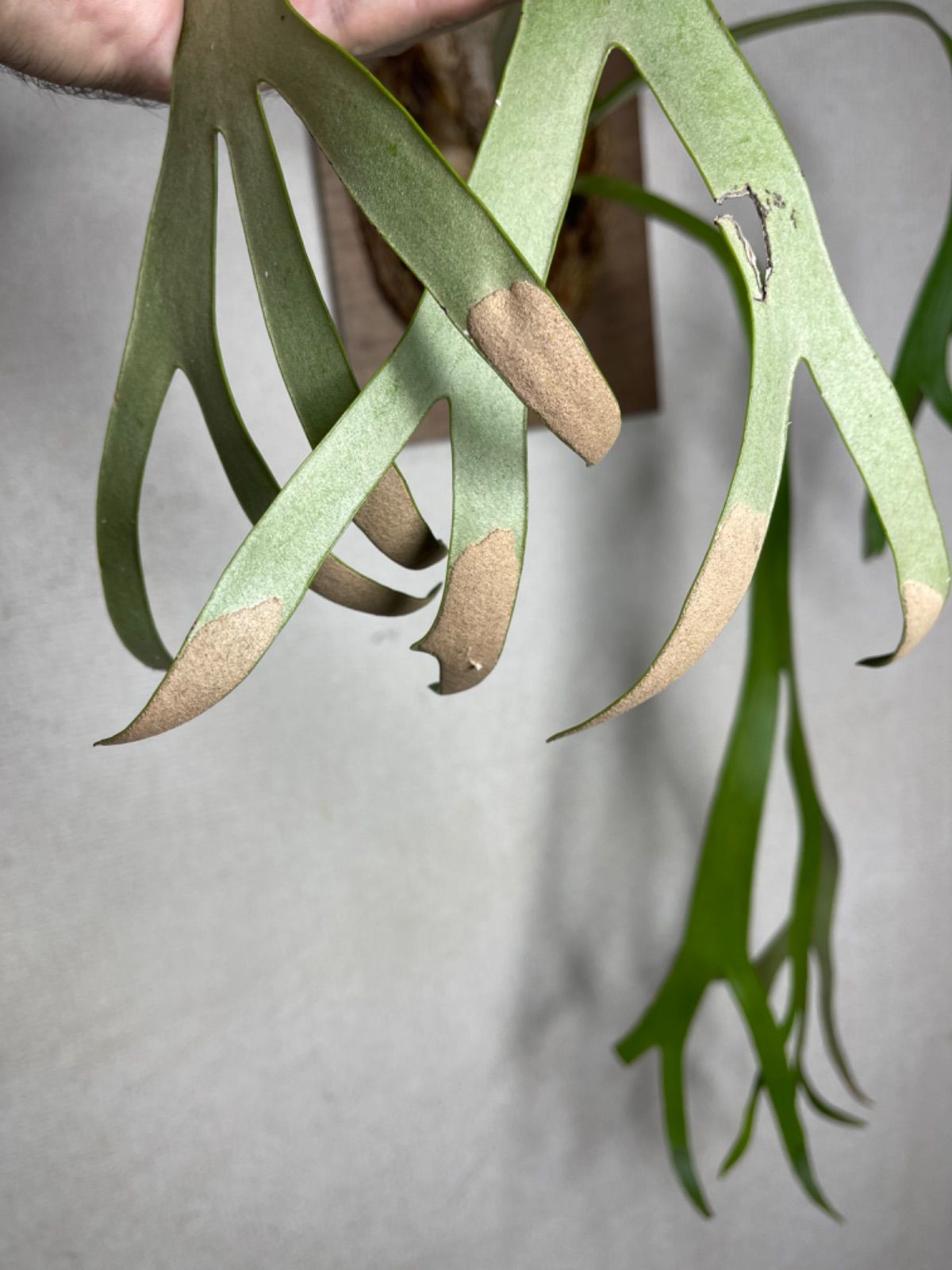 B2？ XLサイズ ▽P.willinckii Wild Java▽ ウィリンキー ワイルド