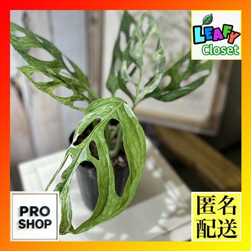 観葉植物 【斑入りモンステラ】アダンソニー モトルド ミントバリエガータ