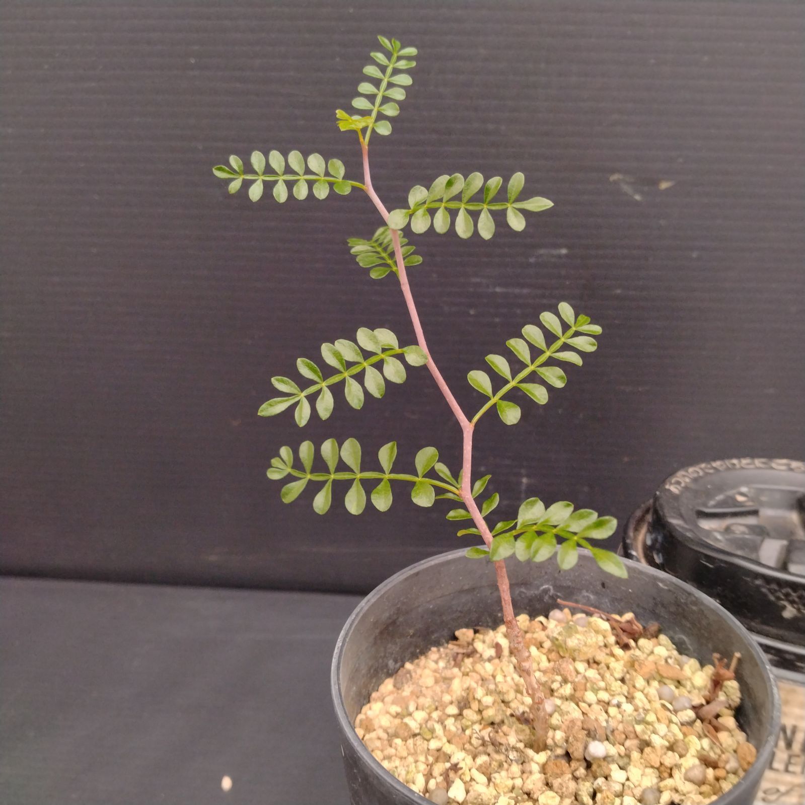 塊根植物　オペルクリカリア　パキプス　実生苗 オペルクリカリアパキプスの実生に挑戦しました！① -趣味の園芸