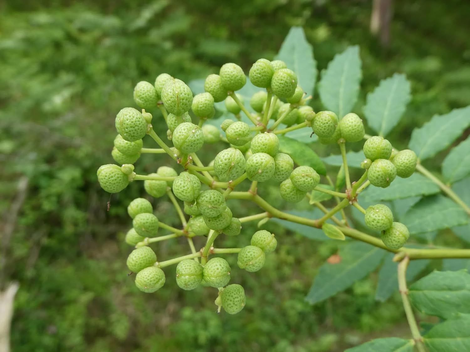 本場中国産 生の山椒の実 無添加 無農薬 四川花椒 塩漬け 生花