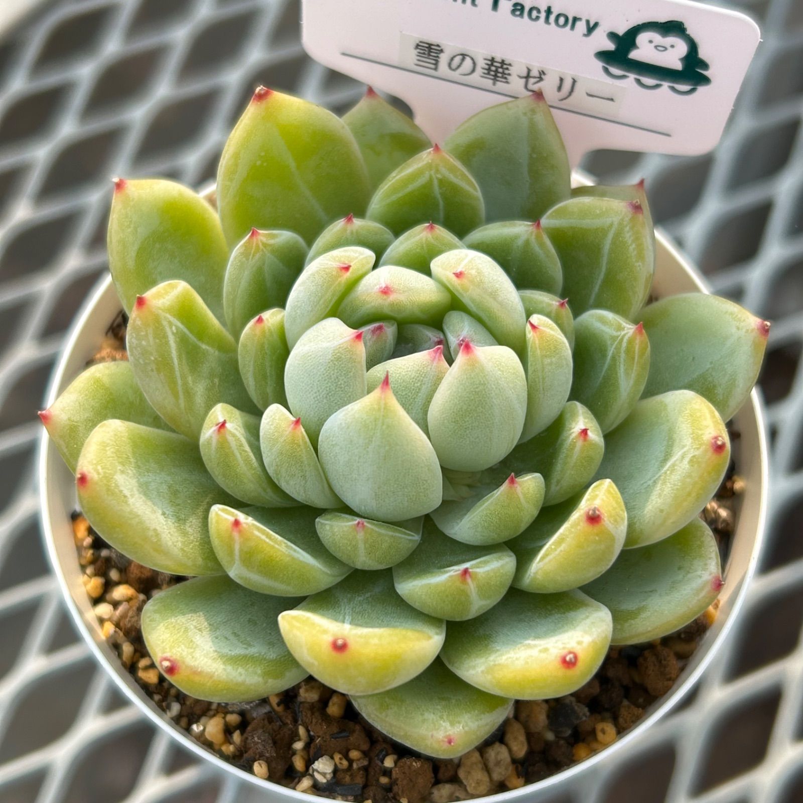 No.212 ❁ゼリーオレンジ❁ 抜き苗 多肉植物 レア品種】56. 雪の華ゼリー 多肉植物 韓国苗 エケベリア 抜き苗