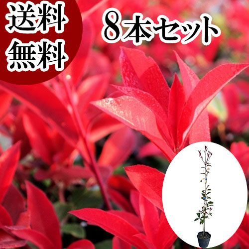 8本セット レッドロビン樹高1.0m前後15cmポット
