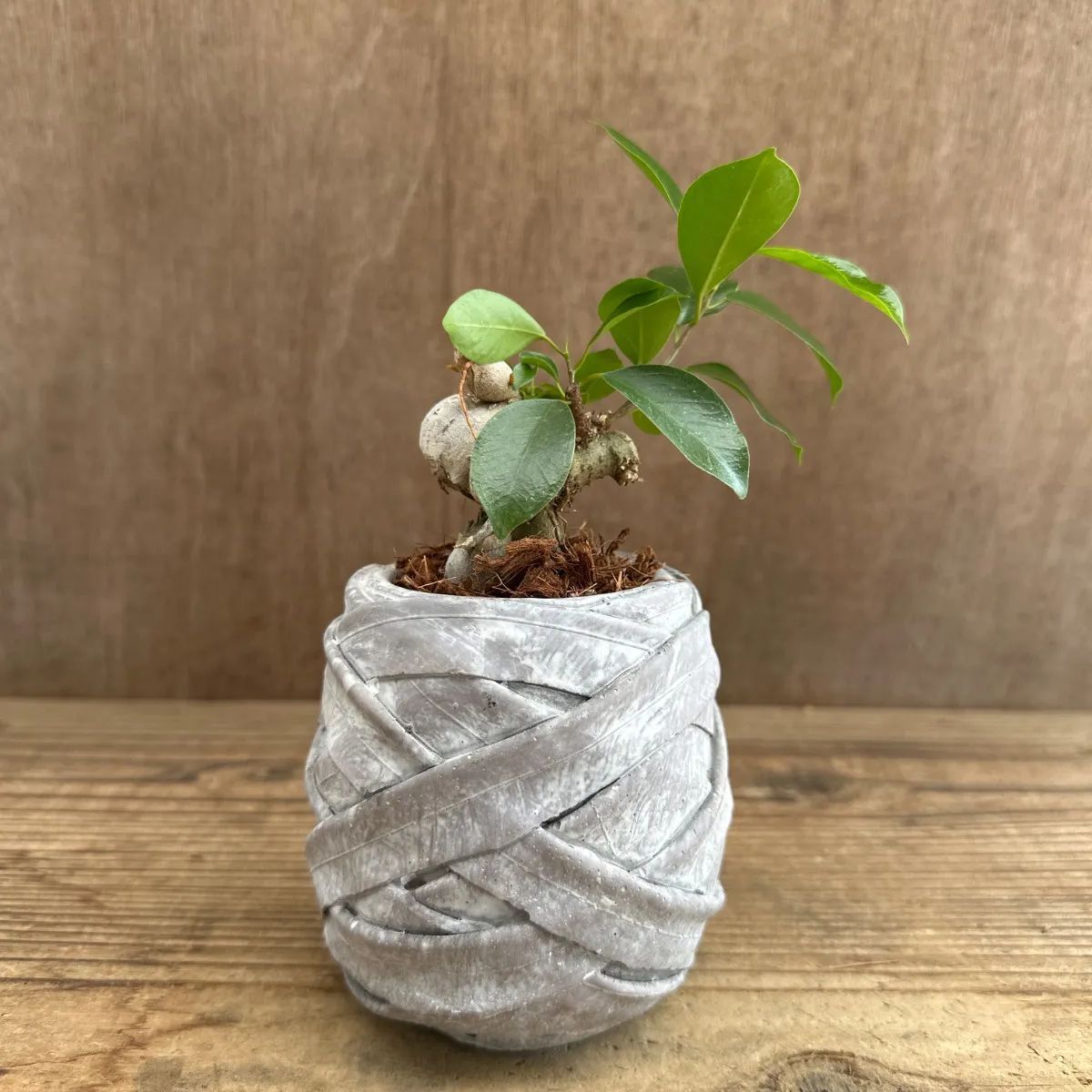 ☆ガジュマル ① 陶器鉢 現品 鉢植え Ficus microcarpa フィカス