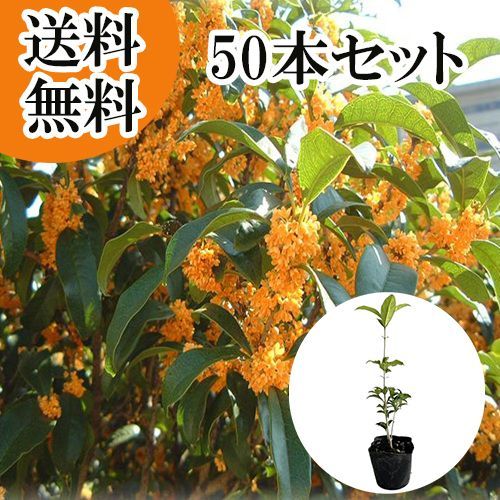 【50本セット】キンモクセイ樹高0.25m前後10.5cmポット