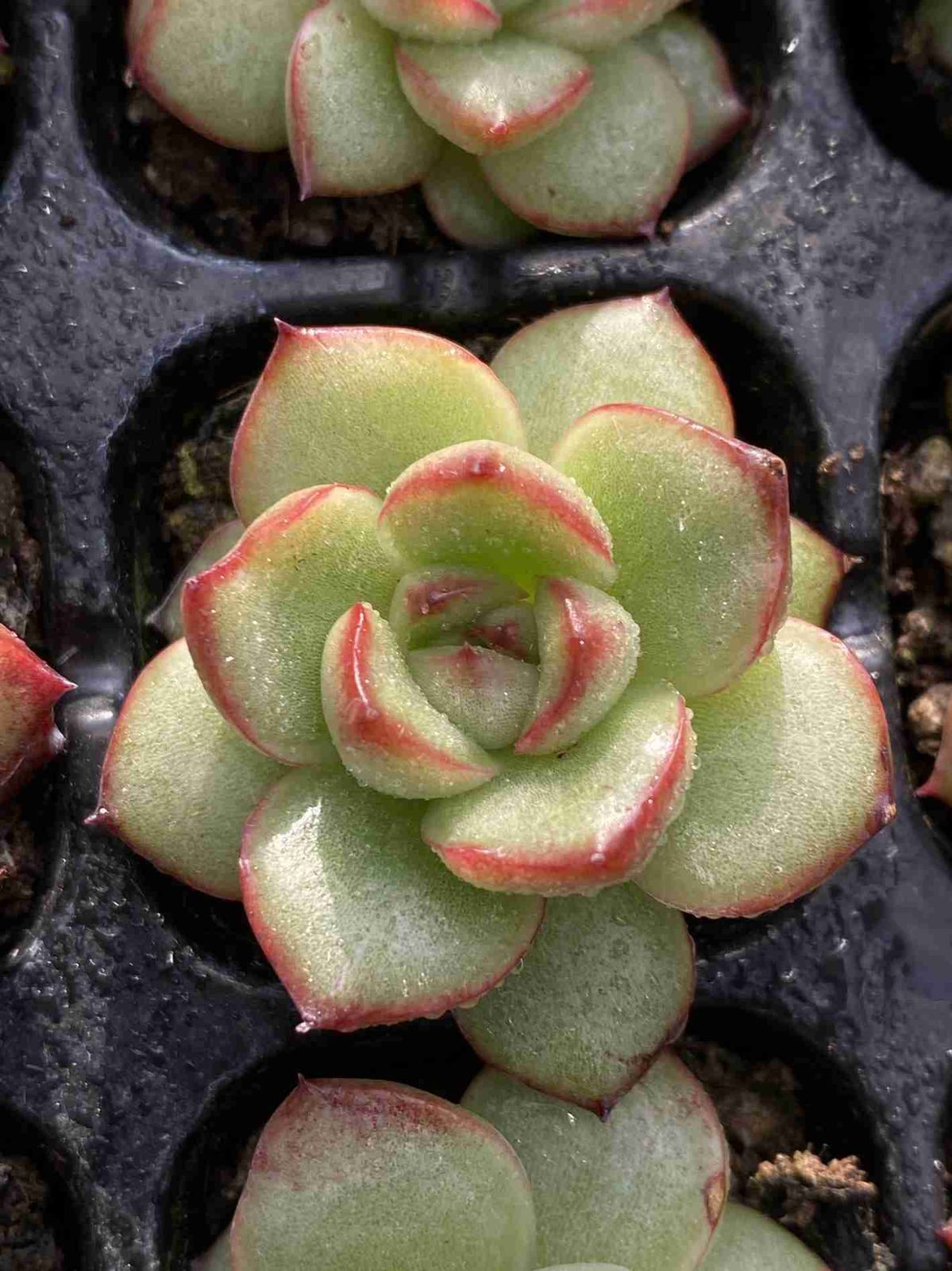 い*ご様 R20 15種類の土と根付き105苗セット 多肉 エケベリア