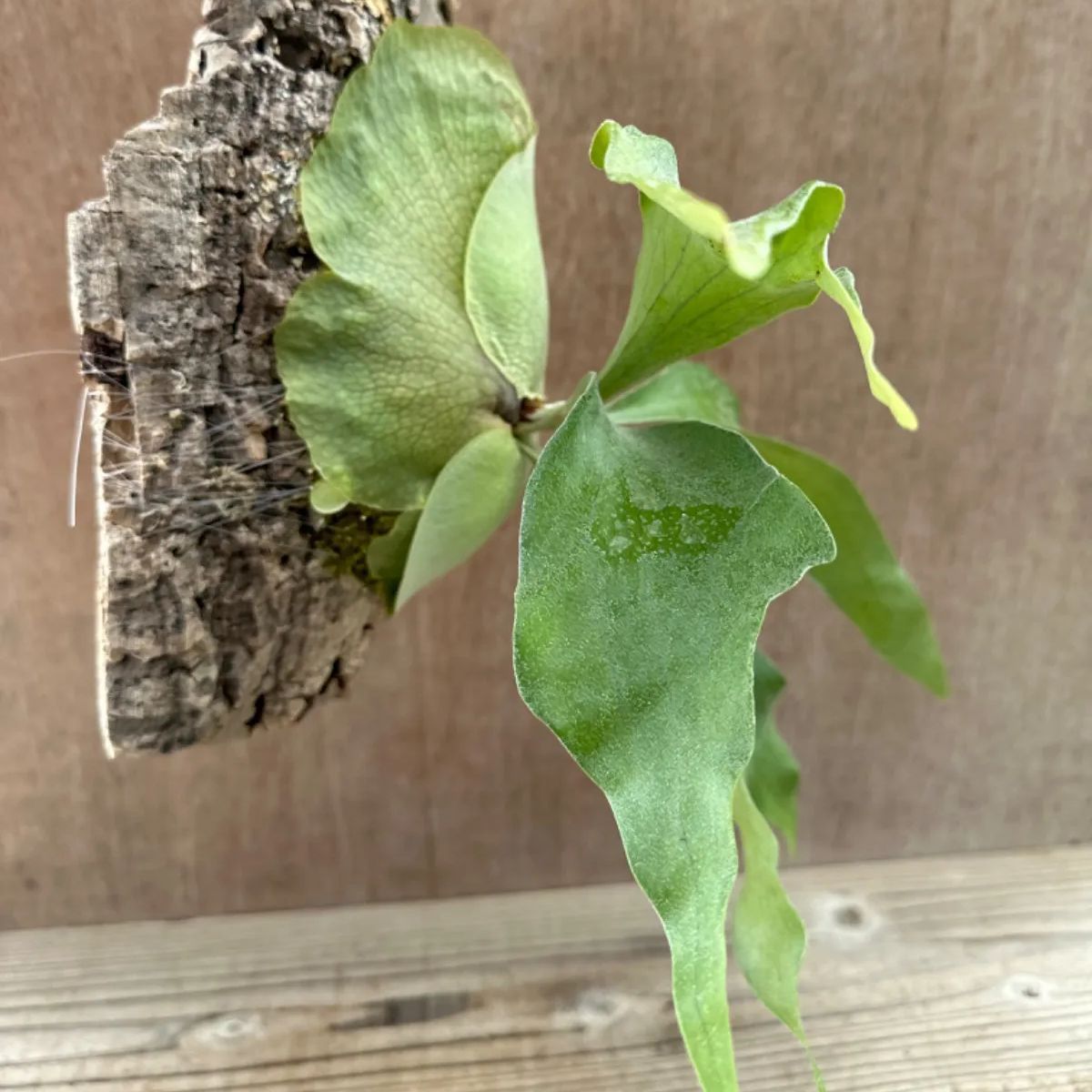 コウモリラン ヒリー cv. Nampu ビカクシダ 麋角羊歯 プラティケリウム ナンプ ナンプー Platycerium hillii cv.  Nampu 観葉植物 観葉 植物 珍奇植物 珍奇 珍しい シダ植物 着生シダ 着生 シダ ハンギング 吊るす - メルカリ