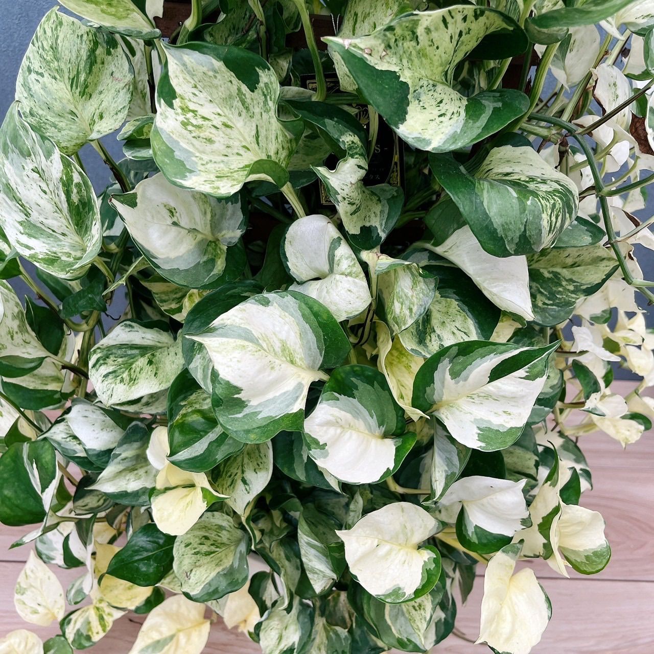 ［現品］【希少】9番　♡かわいい♡ ポトス　ステータス　7号　レア　本物 現品］【希少】9番 ♡かわいい♡ ポトス ステータス 7号 フェンス