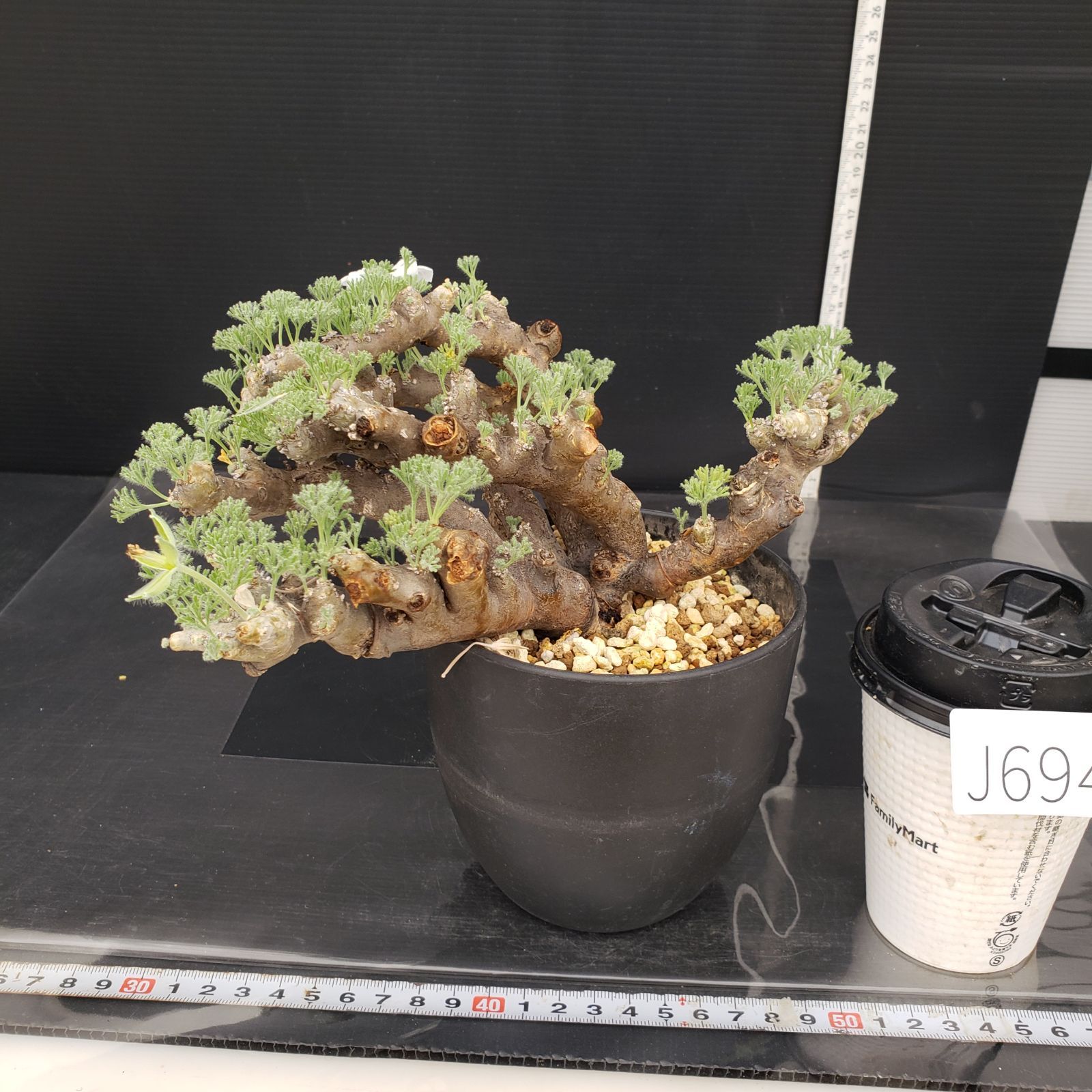 J694【自社養生株】モンソニア ムルチフィダ（現地球・発根株