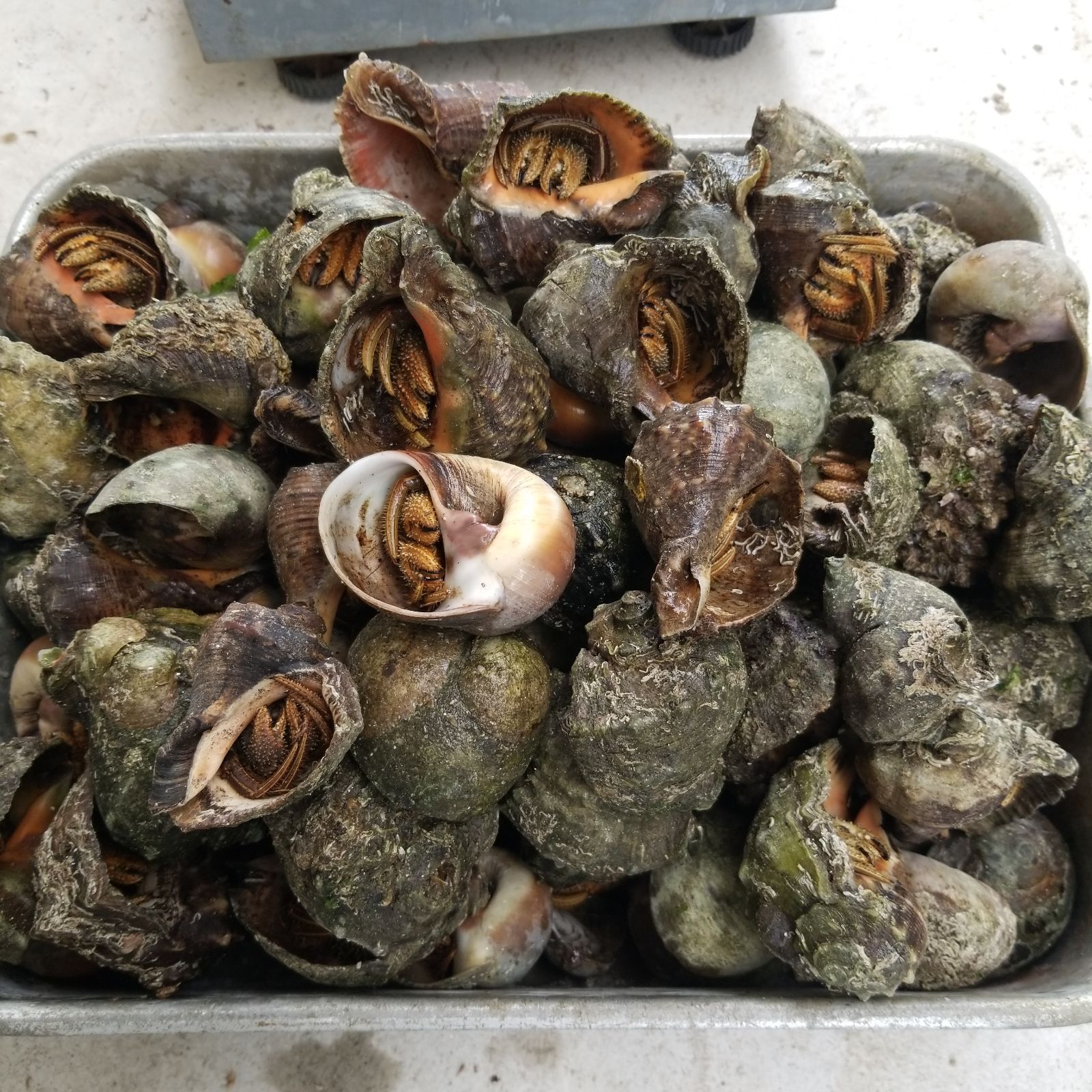 石鯛餌 冷凍ヤドカリ(殻付きです)50匹 オマケの蟹付き - 釣り餌
