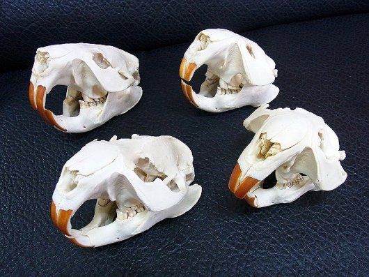 高品質！ビーバーの頭骨（Mサイズ 高品質！ビーバーの頭骨（Mサイズ