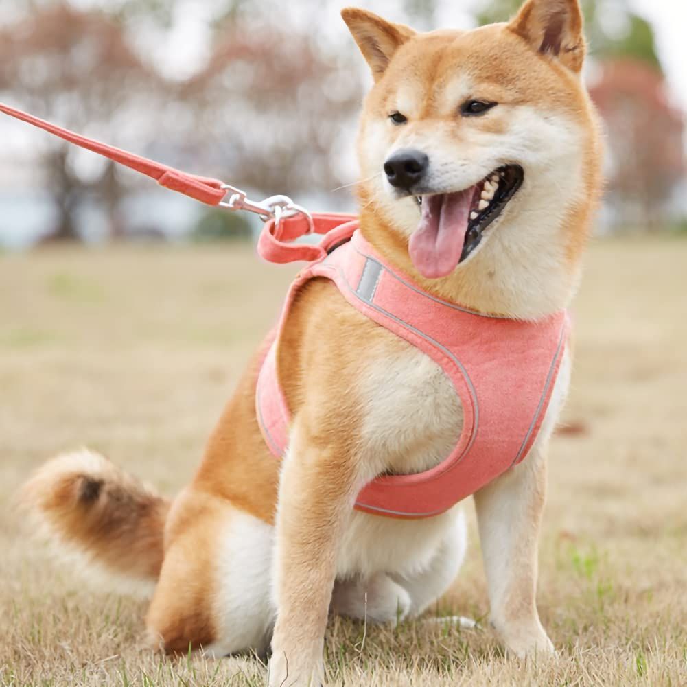 大型犬 スエード