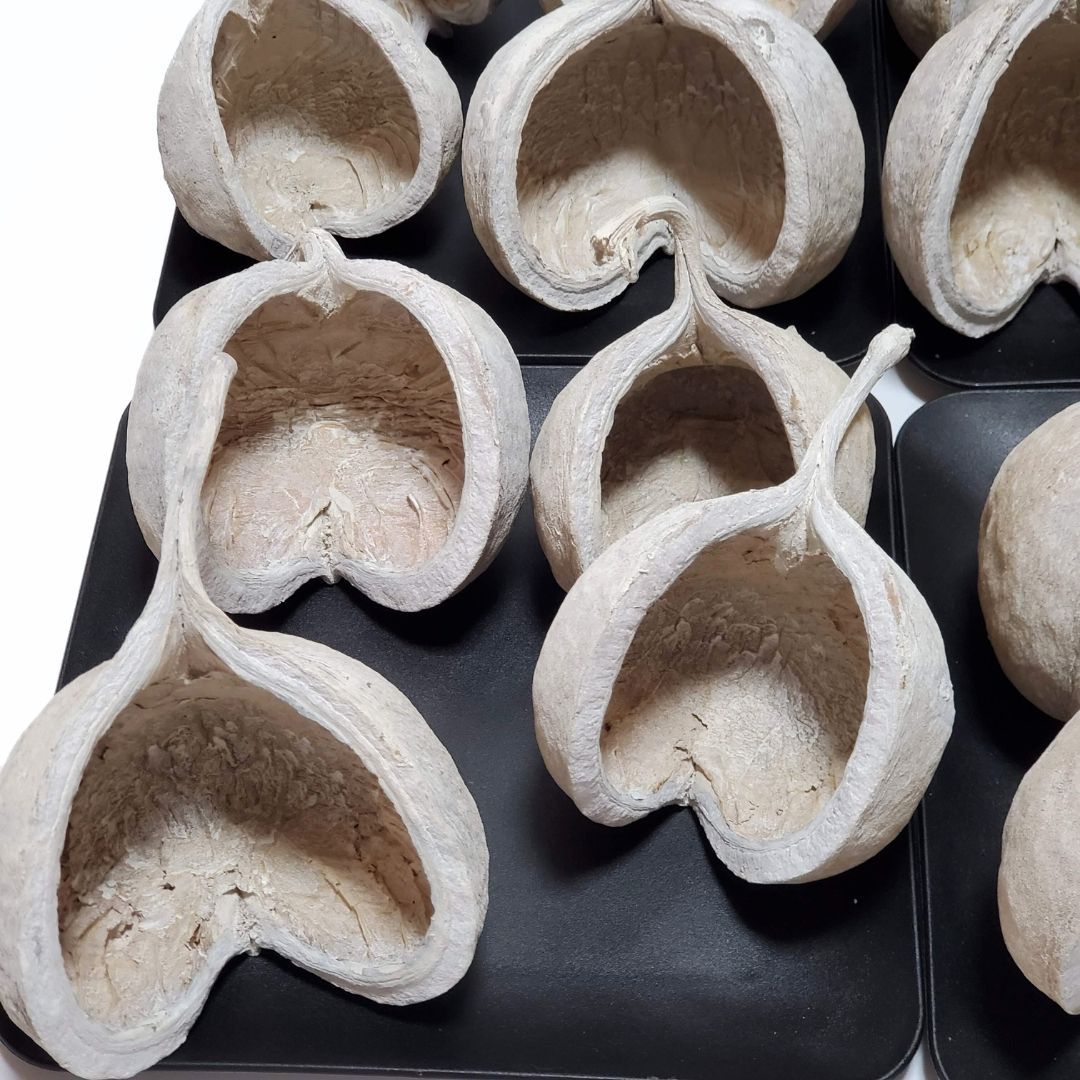 ブッダナッツ 割引有 16個セット L ウォッシュホワイト 大地農園 ハンドメイド花材 花材 クリスマス ウエルカムスペース ウェディング 贈り物 プレゼント 飾り物 インテリア花材