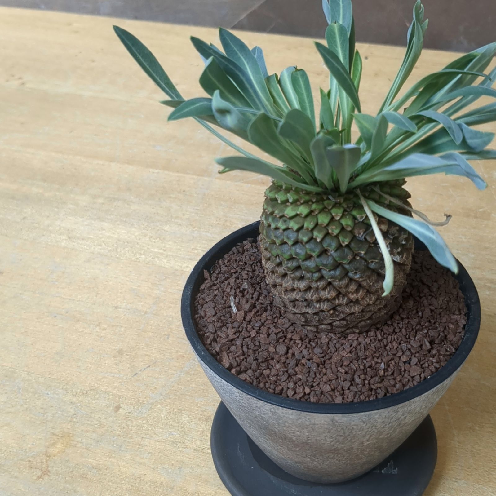 ユーフォルビア 鉄甲丸 【 現品 】大株 鉢のまま発送 - メルカリ