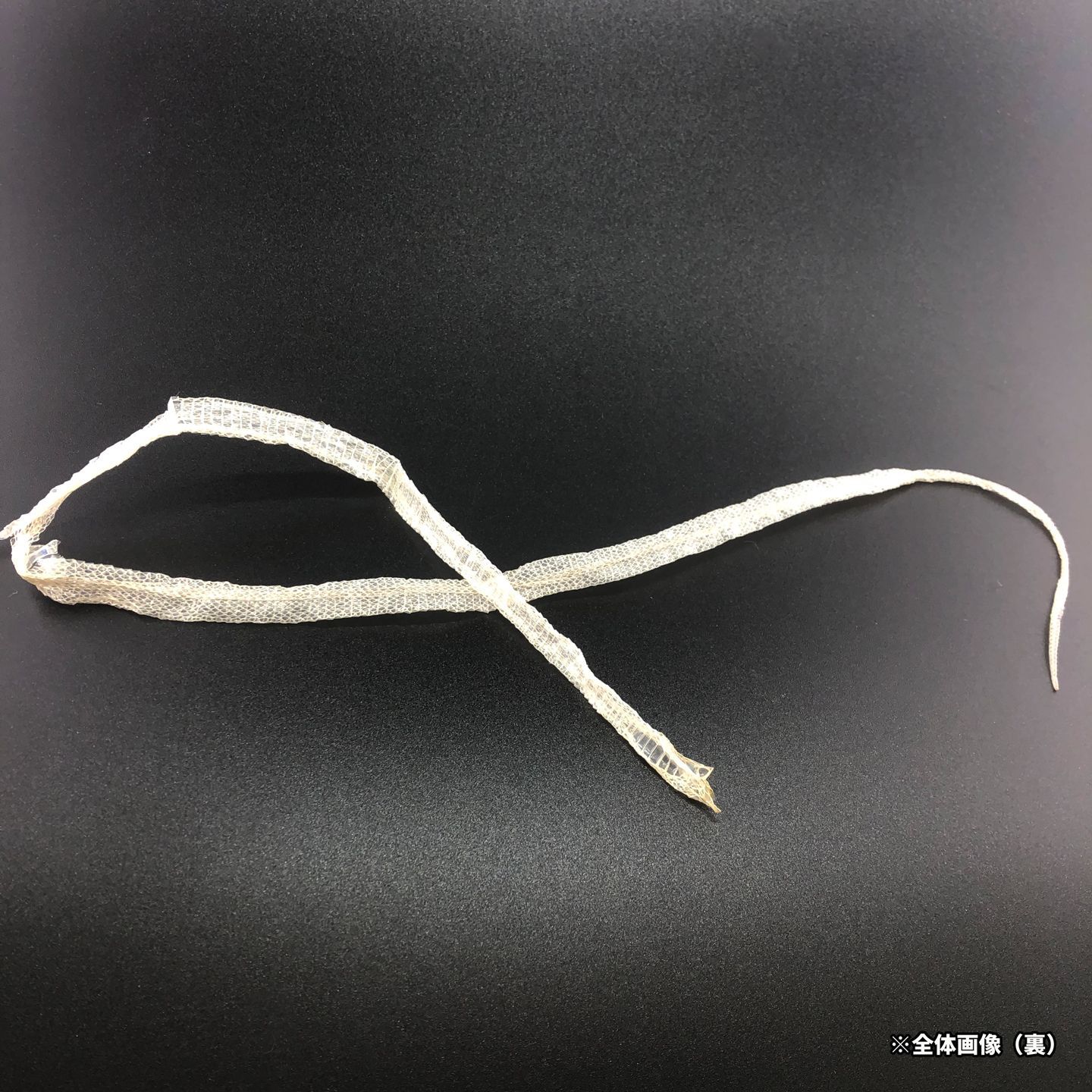 赤目・白蛇の抜け殻 一本物 幼蛇 全長59cm A-10 - メルカリ