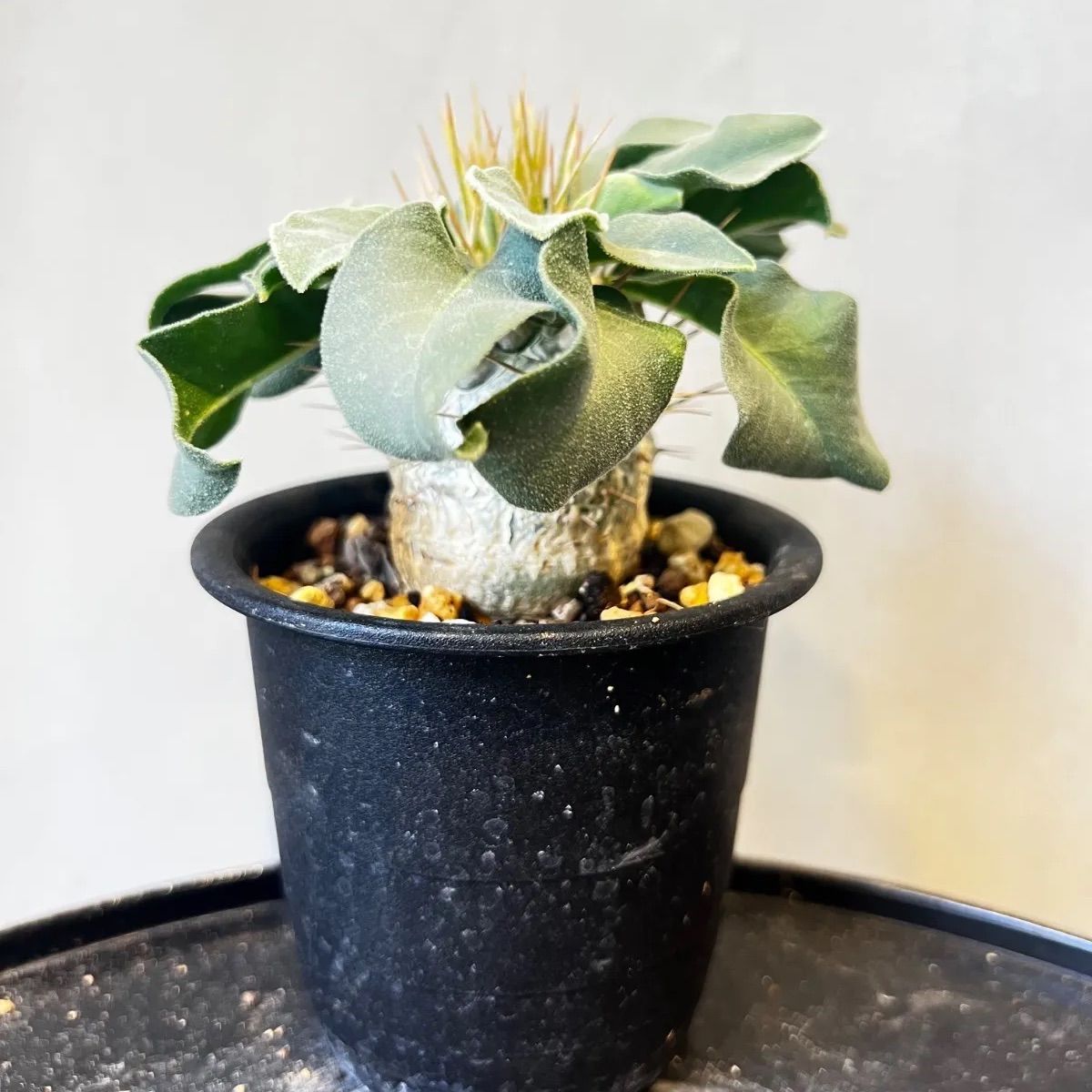 パキポディウム 光堂 パキポディウム ナマクアナム 実生 - メルカリ