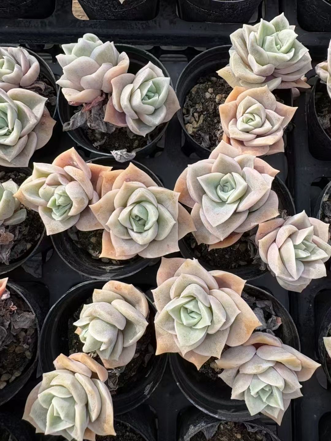 驚きの破格値，大得価 50株 XJB429 多肉植物 エケベリア かわいい