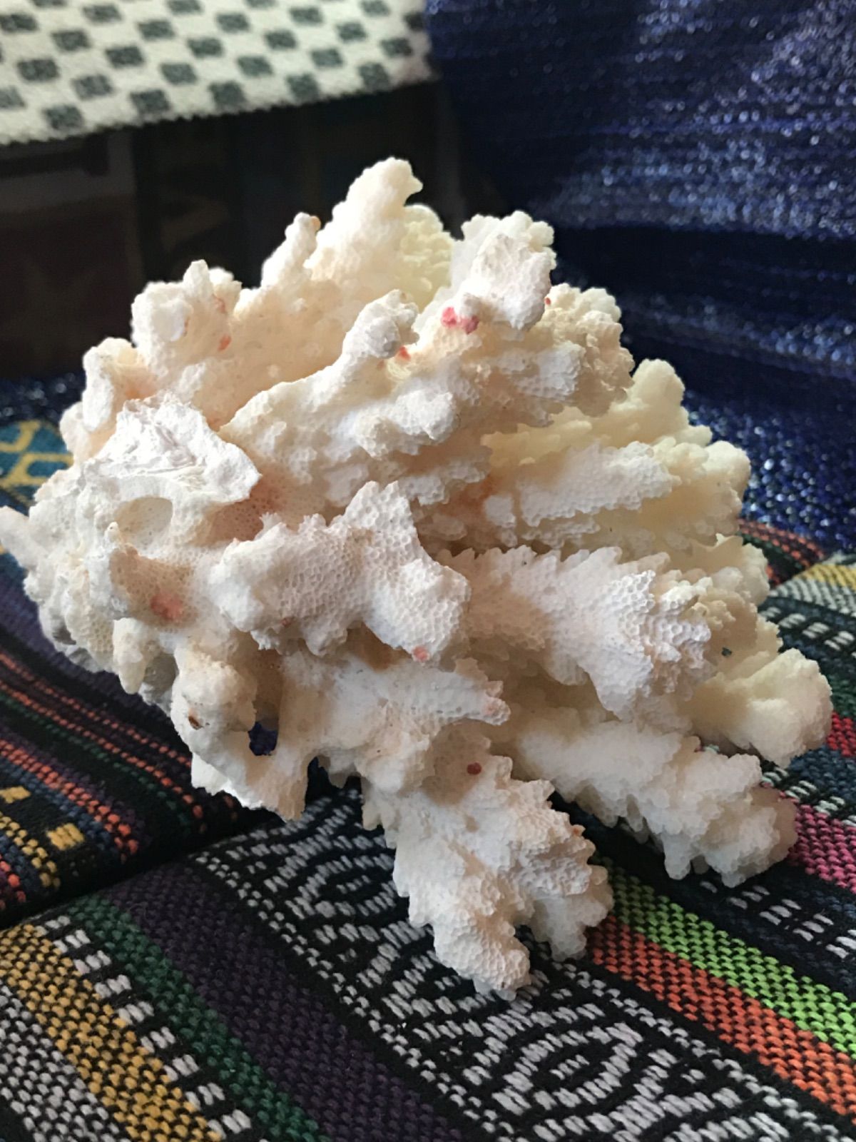 ◉台湾産【白珊瑚/ホワイトコーラル】原木[411 - メルカリ