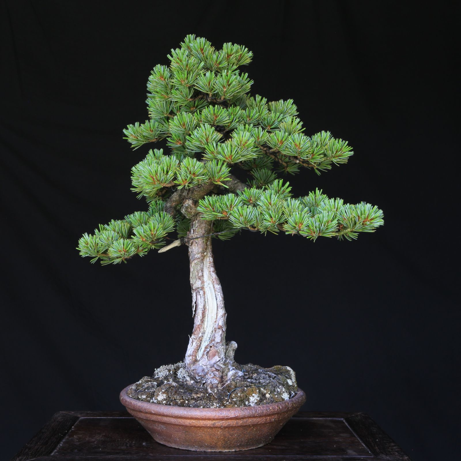 吾妻五葉松【松国宝】文人調 盆栽 現品 一点物 接ぎ木 山採り 優良葉性