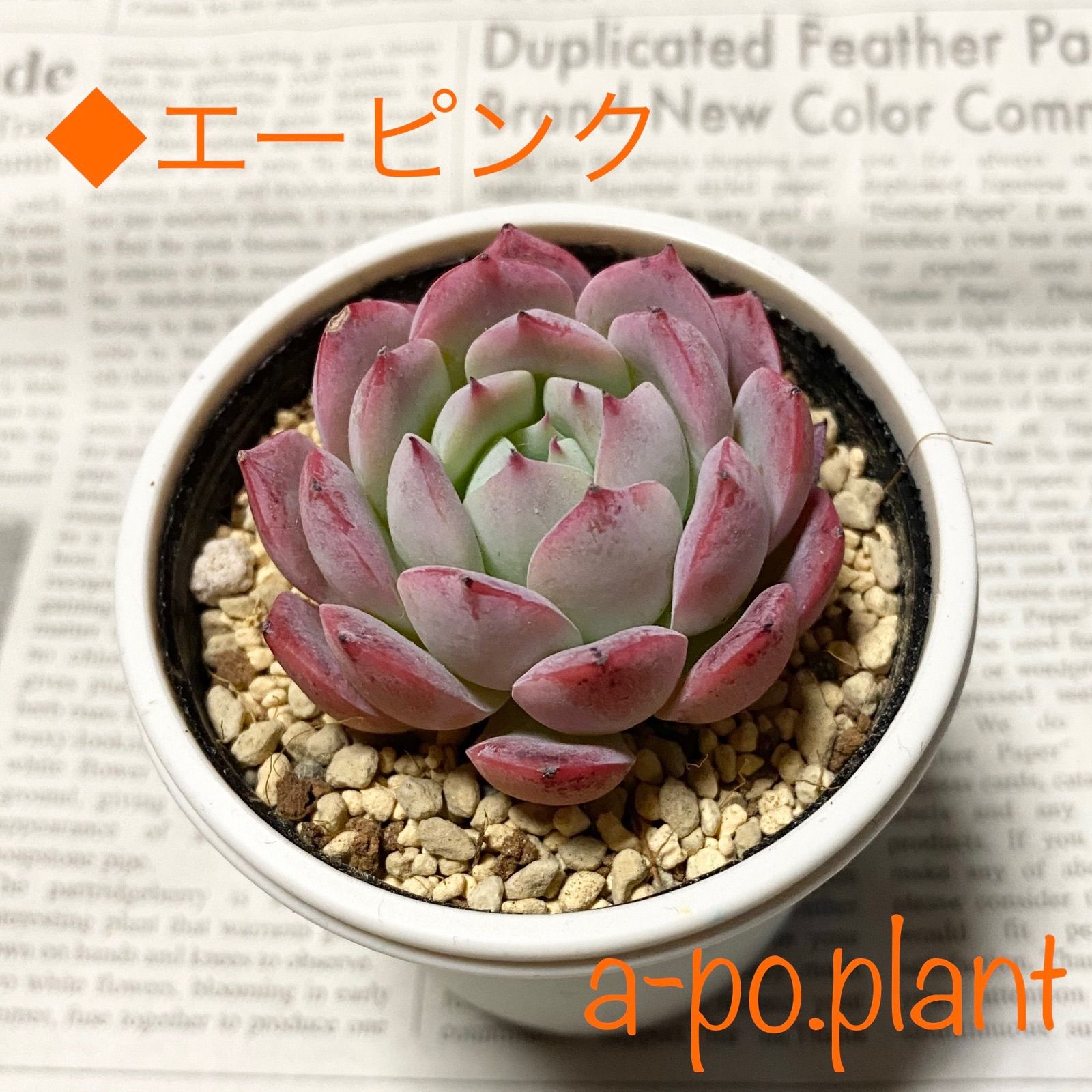 sold out 第四種送料無料◇エーピンク◇多肉植物 韓国苗 - a-po.plant