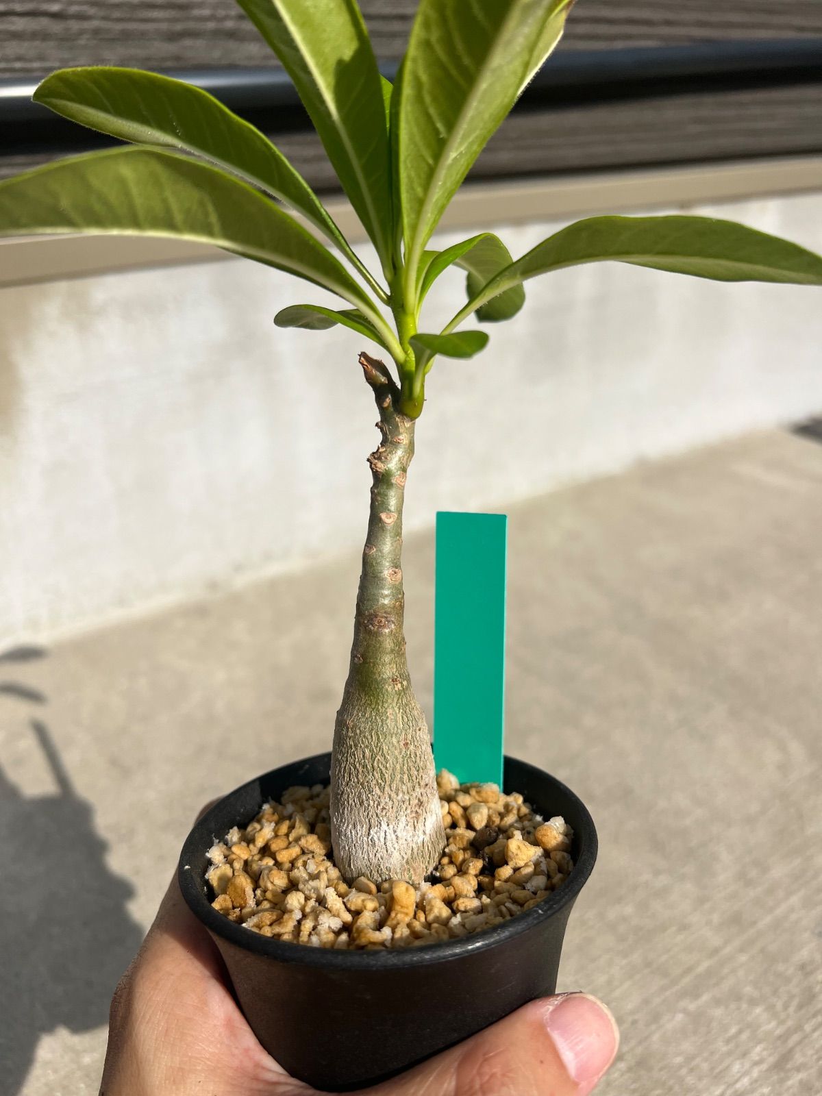 パキポディウム デカリー Pachypodium decaryi 海外正規輸入 b4cb0357e806318cf6160d04e4abcf