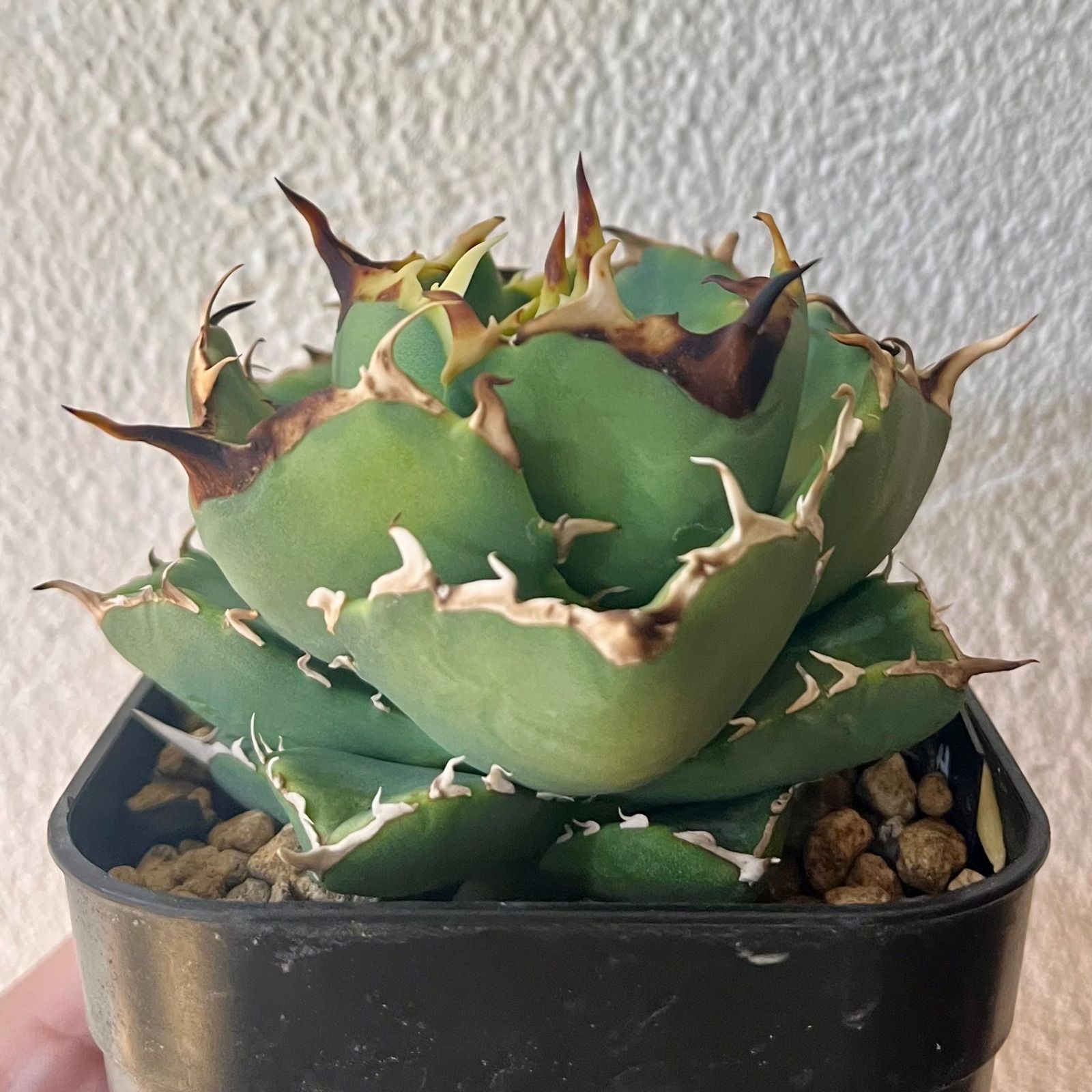 Agave titanota mad ball 02【兄弟株画像あり】 アガベ チタノタ イラン