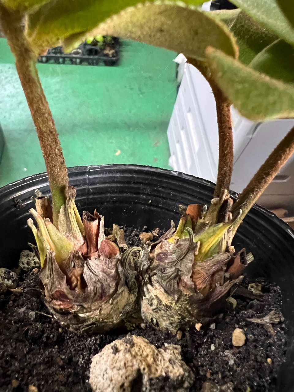 多頭ザミア メキシコソテツ(2頭)⑩