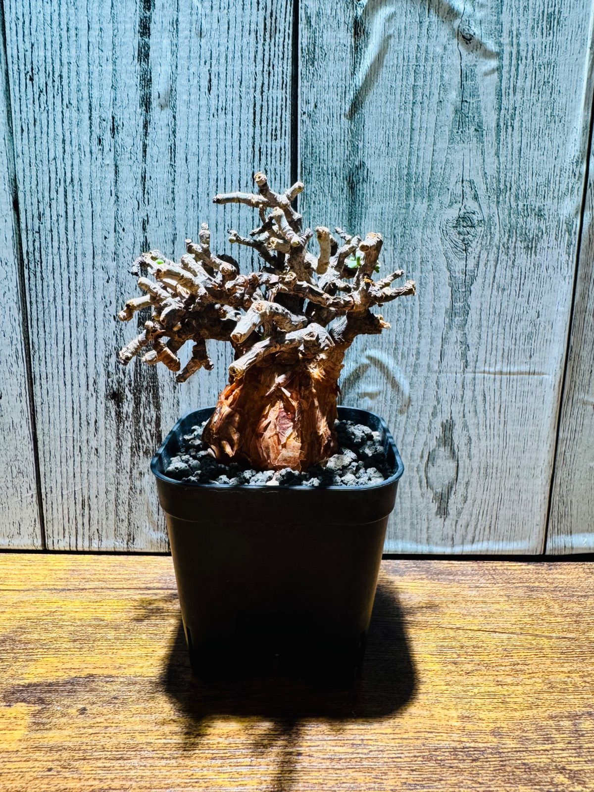 ケラリアピグマエア特大株現地株発根済