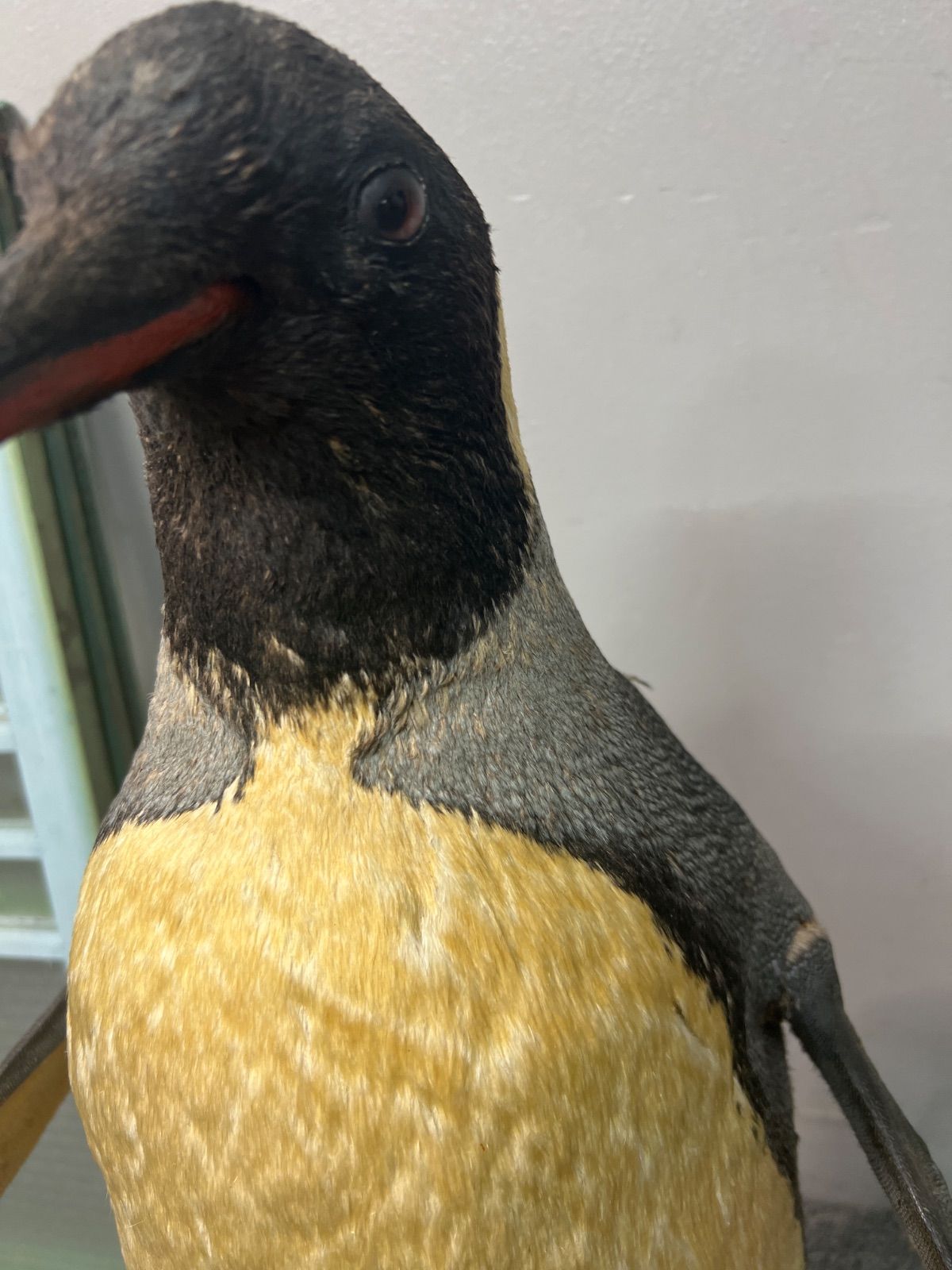 ⭐︎ 希少 ペンギン 剥製 オブジェ 動物 剥製 - メルカリ