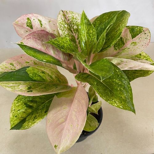 観葉植物 アグラオネマ ピンクイメリタス 5号個体C(現品