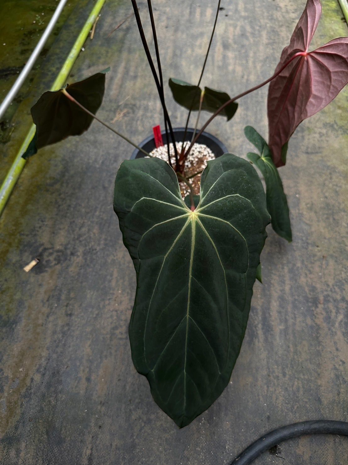 Anthuroom】Anthurium 'Blue papillilaminum' x 'X-one' - メルカリ