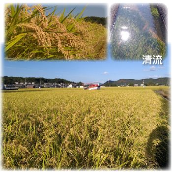 段ボール箱梱包☆令和5年産特別栽培米【朝日】5キロ - メルカリ
