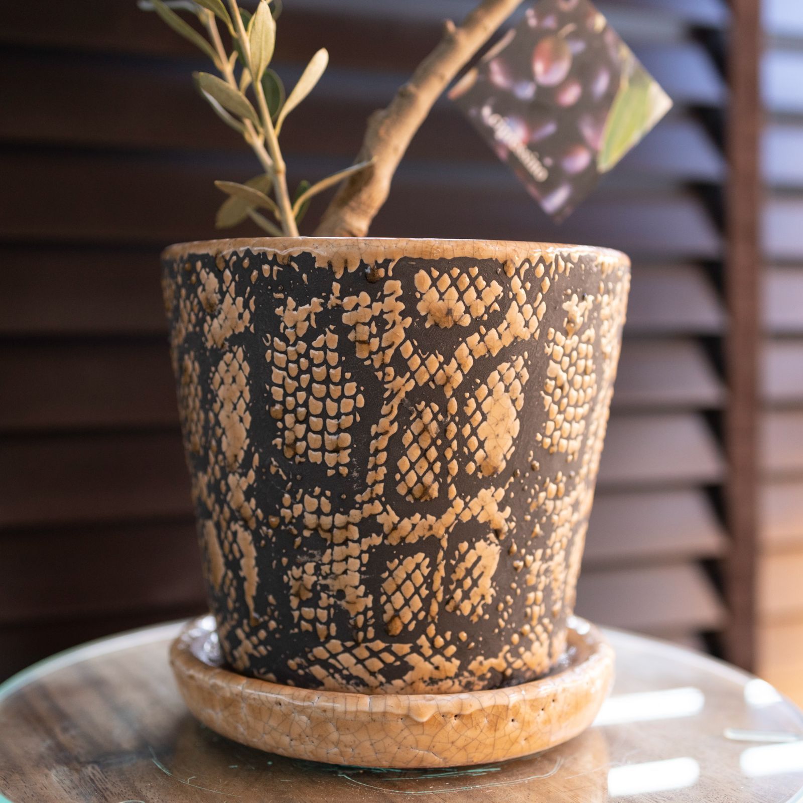 ☆OLIVE☆　オリーブ　シプレッシーノ　幹太仕立て　5号　信楽焼き鉢植え込み ☆OLIVE☆ オリーブ シプレッシーノ 幹太仕立て 5号 信楽焼き