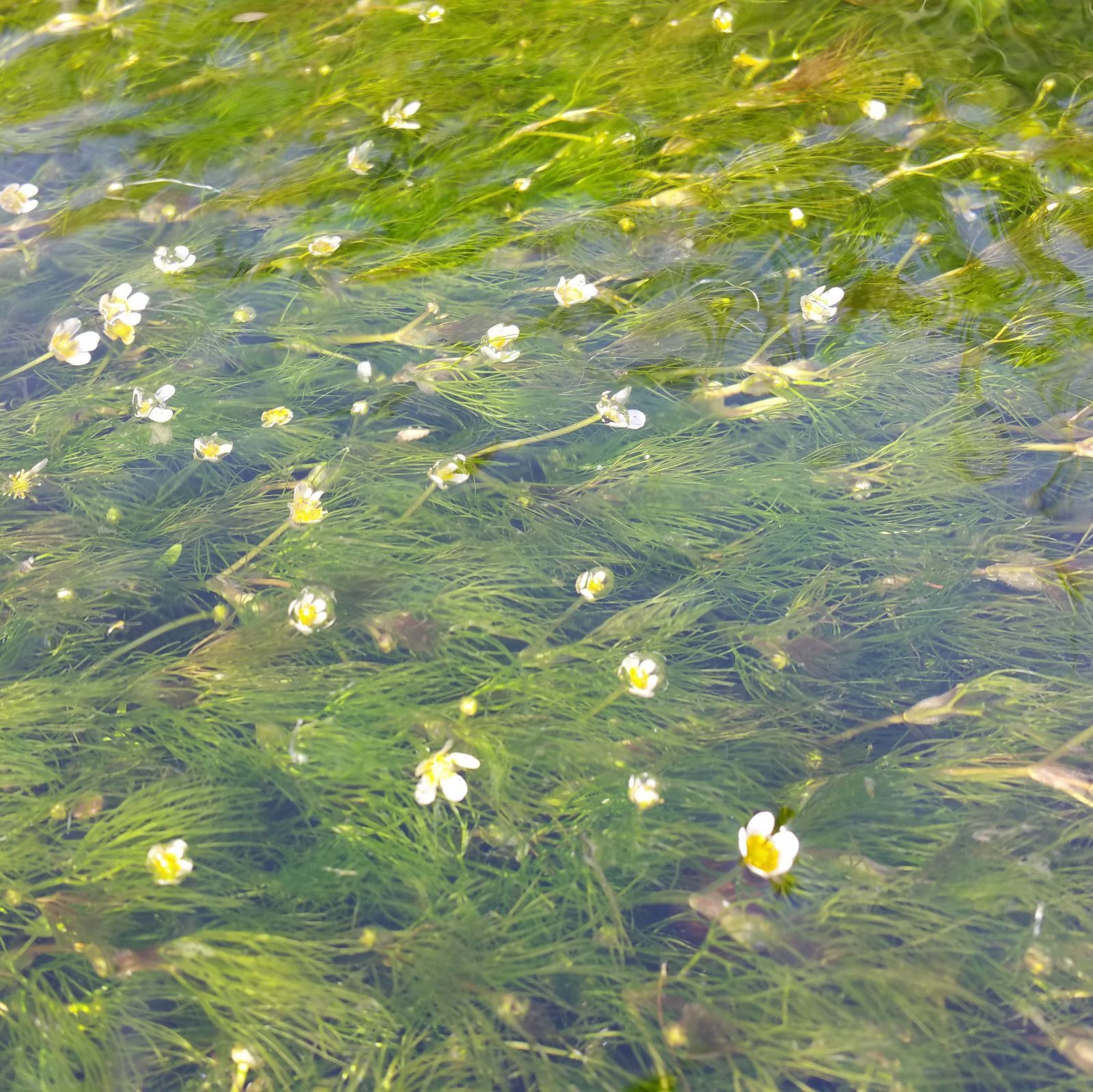 50本以上 阿蘇の湧水で育った日本の水草 ヒメバイカモ