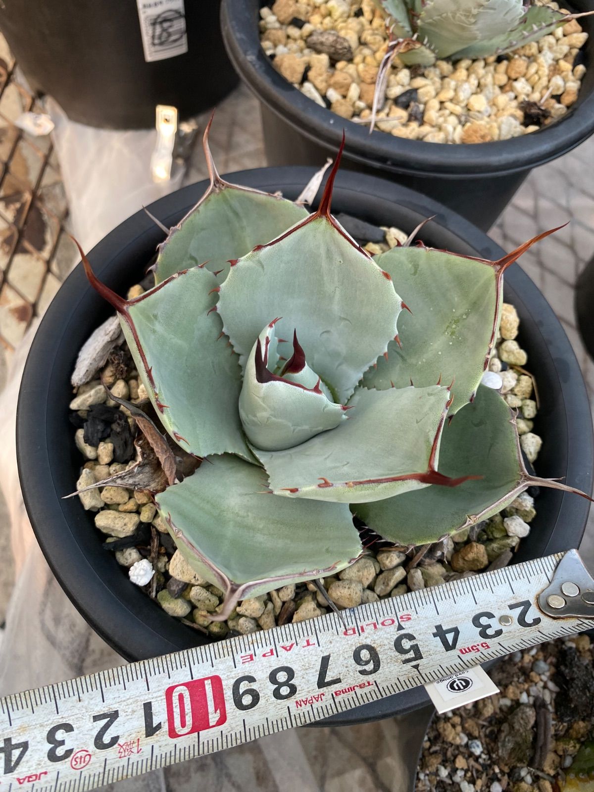 アガベ トランカータ 5株セット❗ハンティントン形タイプ❗ アガベ トランカータ 5号 アガベ トランカータ 5株セット