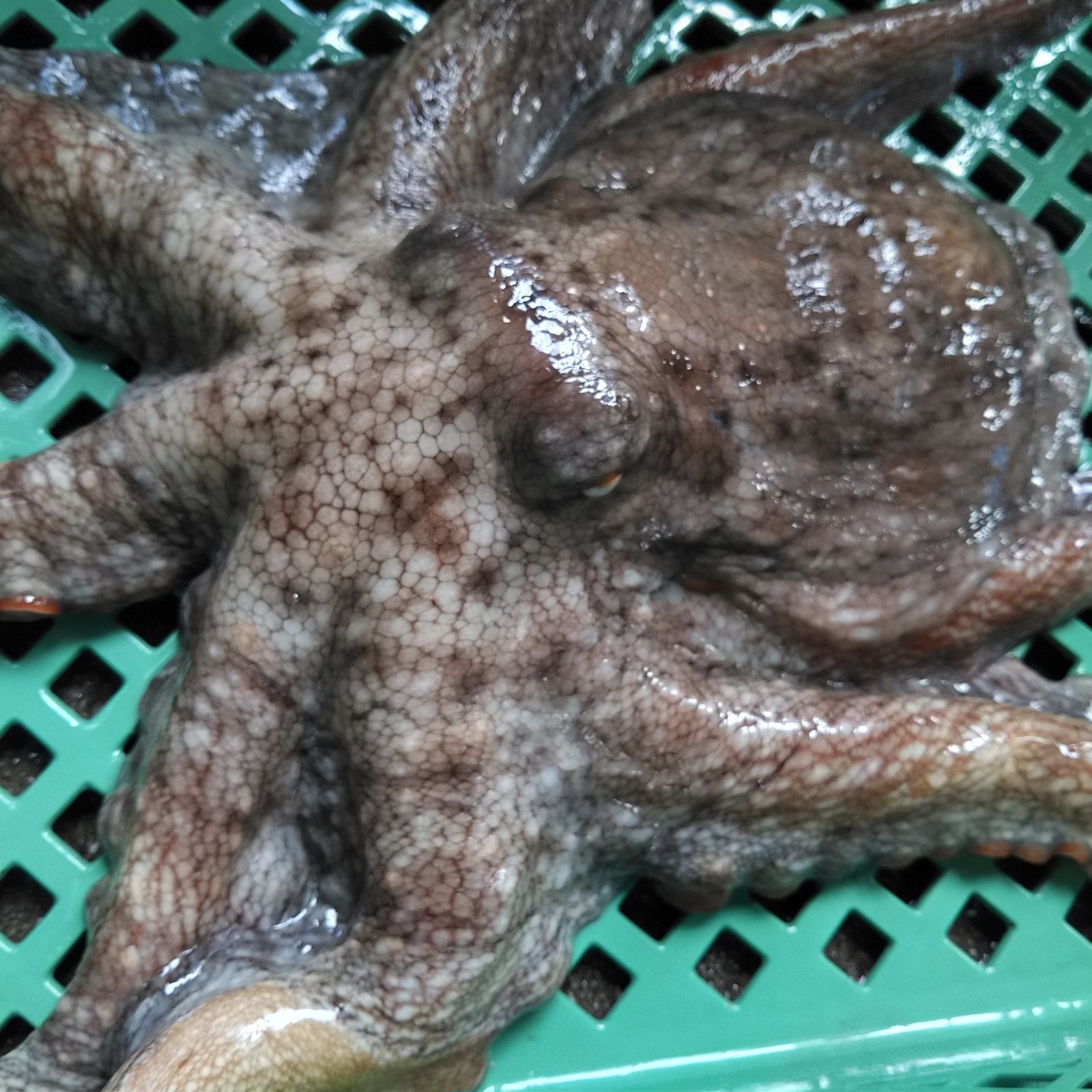 旨い マダコ 「真蛸　中小サイズで４ｋｇ（約6-8杯）」 宮城県産 活〆発送。漁師直送！朝獲り発送です。活締め 真蛸刺身 刺し身 タコ唐揚げ 漁師直送 たこやき タコ焼きに！ 活マダコ 活真蛸　活締真蛸 活締めマダコ 活〆真蛸 活〆マダコ【80】