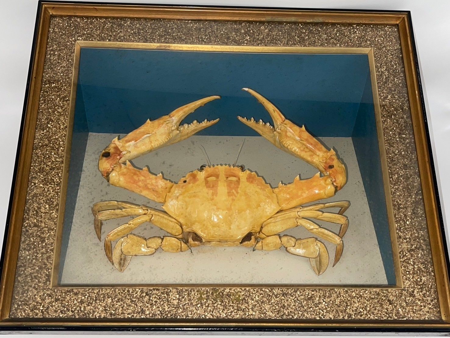 カニの剥製 ！￥12,000から値下げしてます！