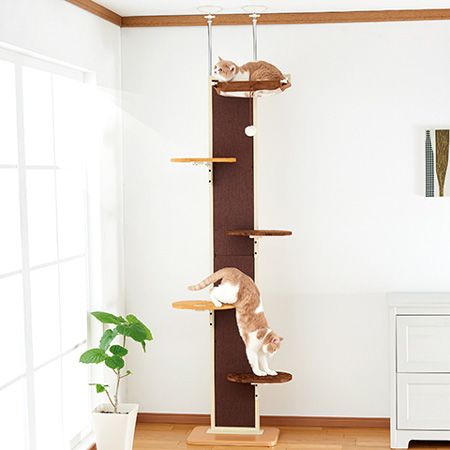 同梱不可 ボンビアルコン キャットウォークモダン