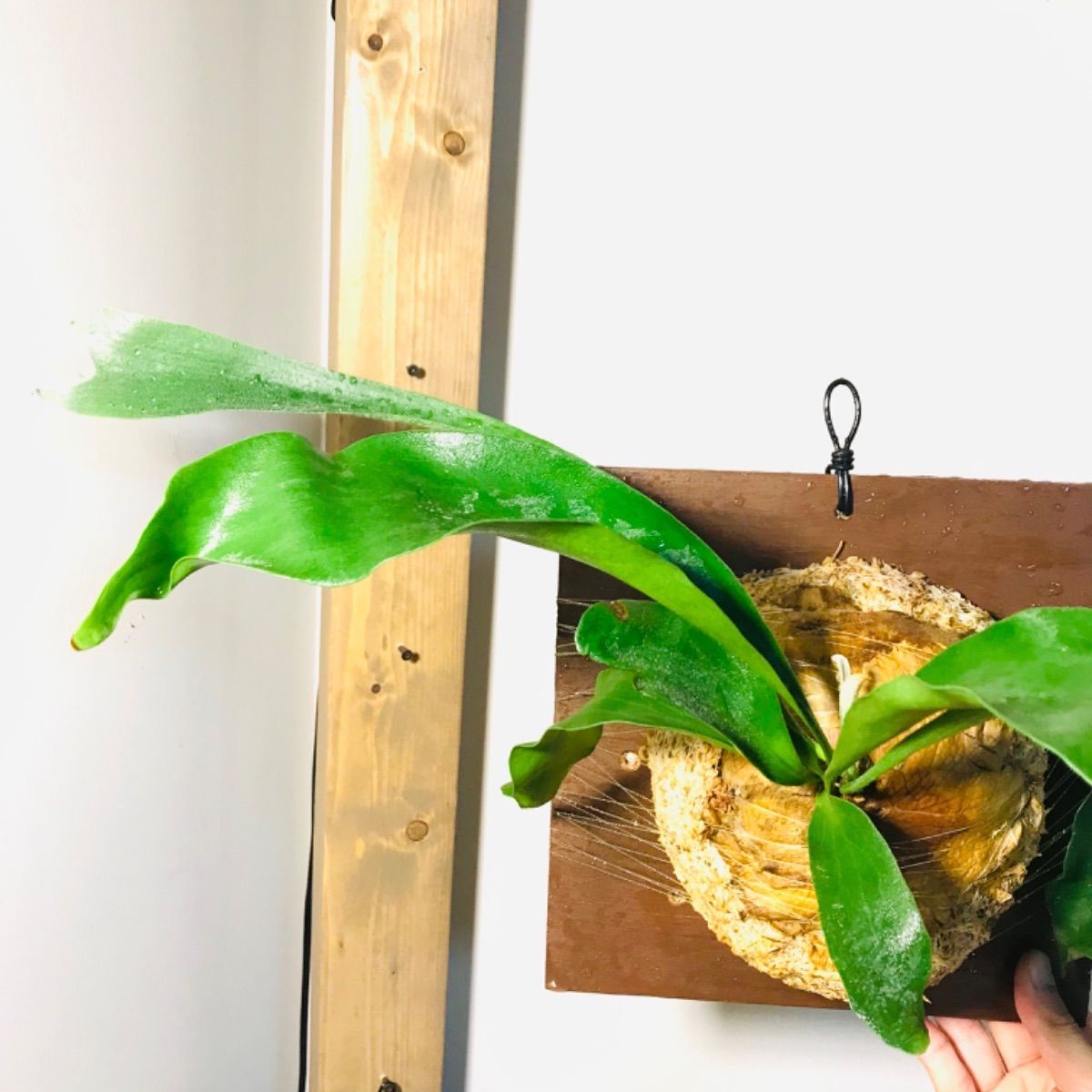 メルカリshops No019 貯水葉が大きいビフルカツム ビカクシダ 板付 観葉植物