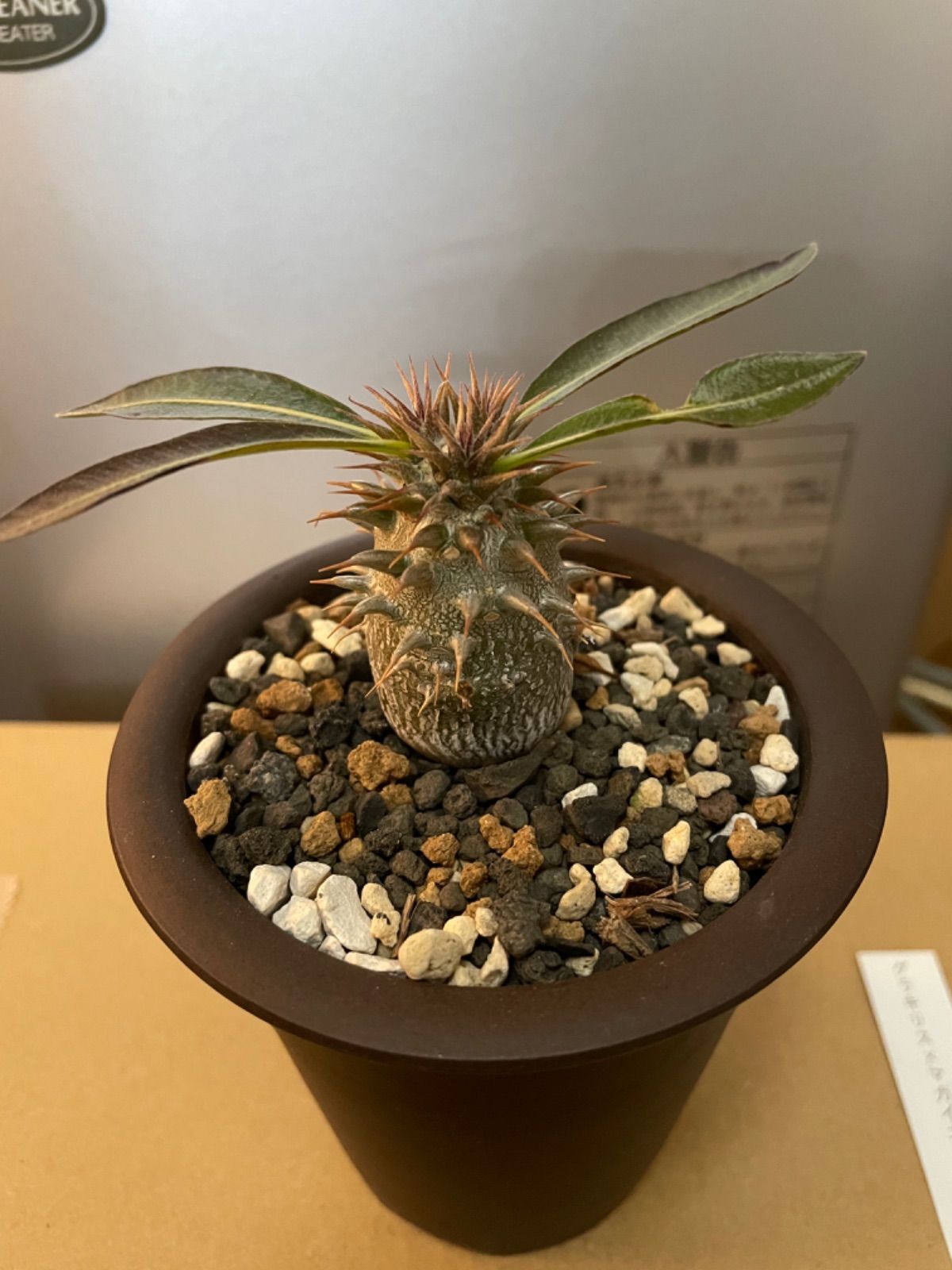 値下 パキポディウム グラキリス×マカイエンセ（hb） 多肉植物