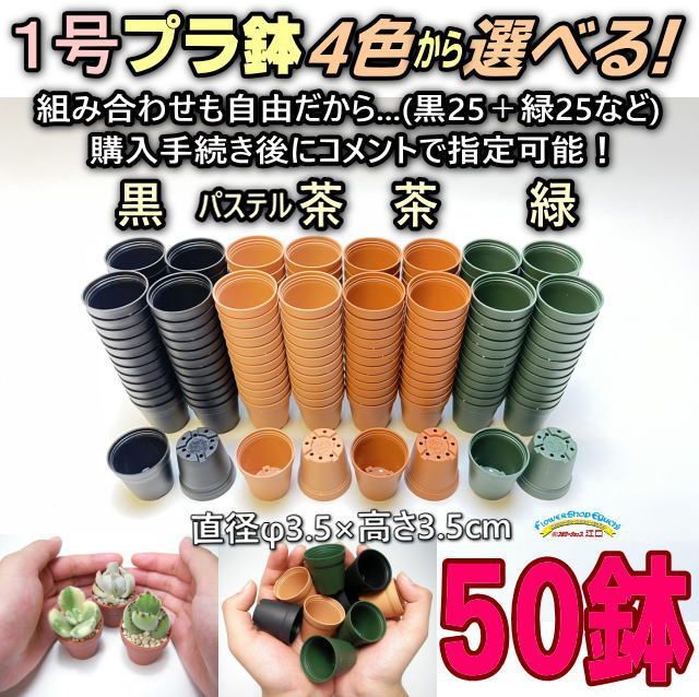 多肉植物 赤と緑の四角形鉢*4