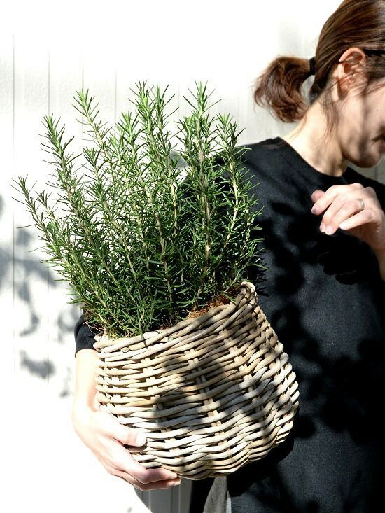 鉢植え 苗