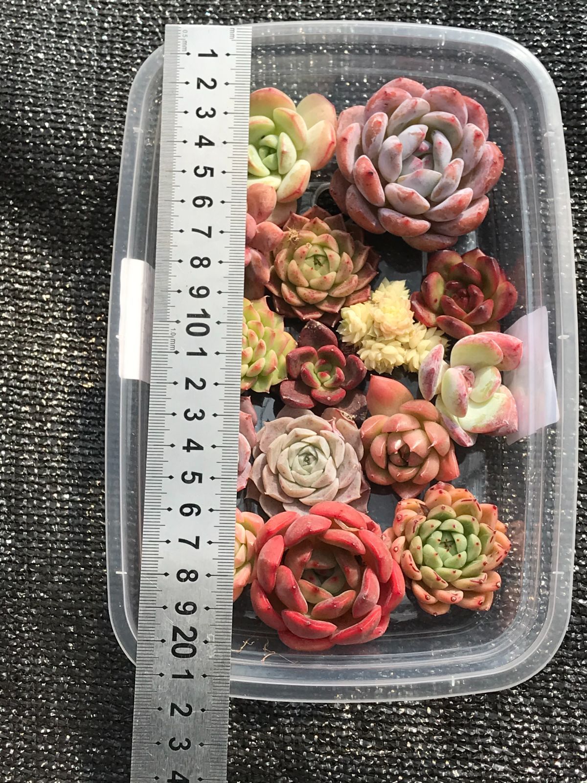 韓国多肉カット苗 超美苗 L800×15株セット カット苗 詰め合わせ 多肉植物