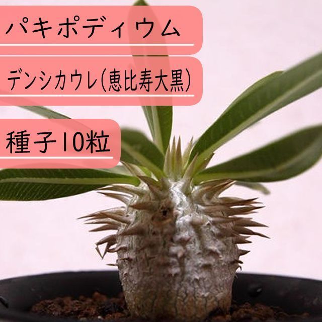 デンシカウレ z o様 鉢付き パキポディウム デンシカウレ 実生 ダブル